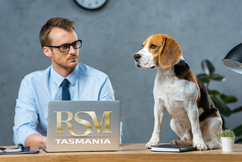 THE PET FRIENDLY WORKPLACE